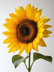 Obraz premium sunflower isolated on white background