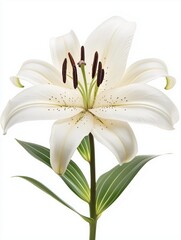 Obraz premium lily flower isolated on white background