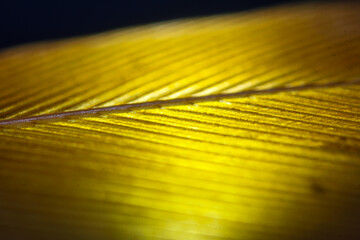 Beautiful abstract white and brown feathers on black background, soft yellow feather texture on white pattern and yellow background, feather background, gold feathers banners