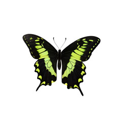 Fototapeta premium Butterfly's Vivid Flight: A stunning Swallowtail butterfly, resplendent with black and vibrant yellow markings, poised in full display, showcasing its delicate beauty in macro. 