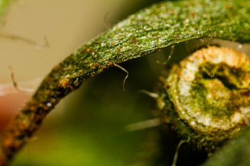 Close up of abstract tomatoes