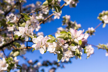 Spring flowering of trees. White-pink flowers of apple tree. Apple tree blossoms