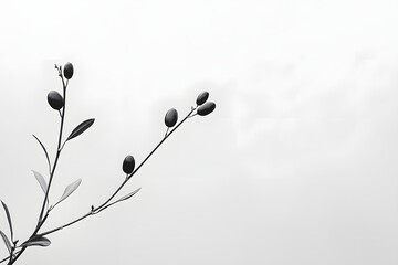 Olive Branch with Fruits on Cloudy Sky