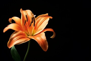 Fototapeta premium flower isolated on background
