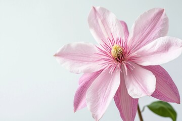 Obraz premium flower isolated on background
