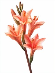 Fototapeta premium flower isolated on background