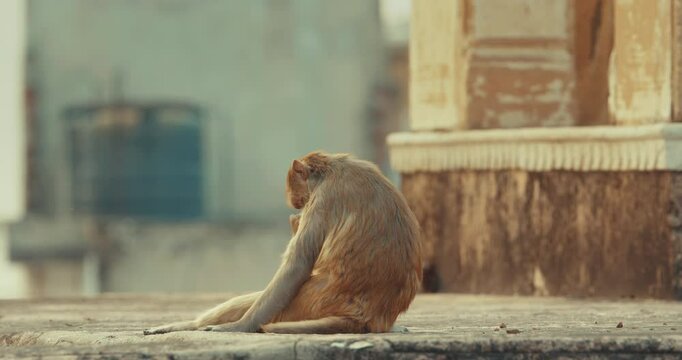 Jaipur, Rajasthan, India. Two Monkeys Sits On Rooftop Of Hindu Temple. Bonnet Macaque - Macaca Radiata Or Zati. Every Day Life Of India. Monkeys Combing Each Other For Fleas