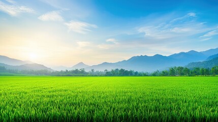 Serene Sunrise Over Lush Green Rice Field with Majestic Mountains in Background