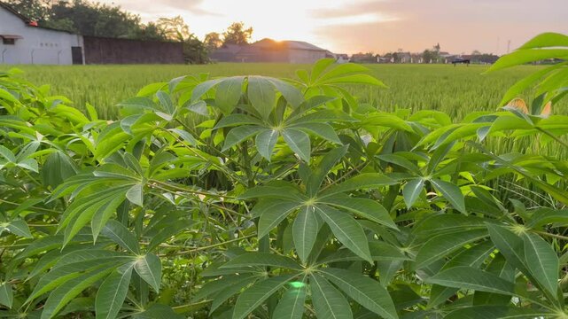 view of natural rice fields in the afternoon with cassava trees