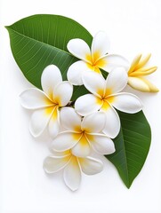 Fototapeta premium flower isolated on background