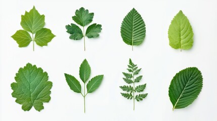 Variety of Fresh Green Leaves on White Background for Nature and Botany