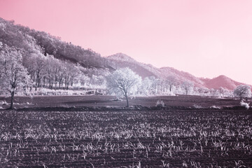 Infrared photography, a landscape with a hill in the background, surrounded by light-colored trees
