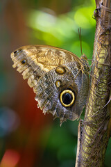 Caligo memnon sitting on the tree trunk. Big butterfly with green background.