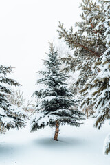 Snow-covered evergreen trees in a serene winter forest. Perfect for seasonal visuals, nature-themed designs, or winter-related projects.