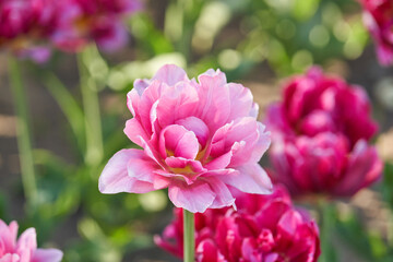 Fototapeta premium Vibrant pink tulips blooming in sunlit garden with soft focus background of lush greenery and red blossoms.