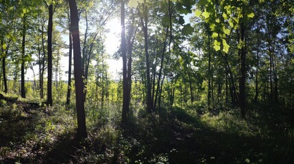 Obraz premium Sunlit Forest Path: A Tranquil Woodland Scene