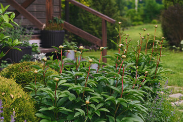 summer or spring natural country garden view with peony bulbs