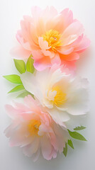 Fototapeta premium Delicate Pastel Peony Blossoms with Soft Petals and Green Leaves