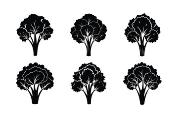 Broccoli Rabe (Brassica rapa subsp. rapa) design, labeled silhouette vector illustration