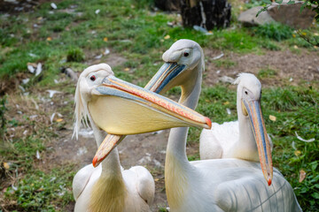 View on white pelicans resting at warm day