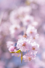 Fototapeta premium 柔らかな春