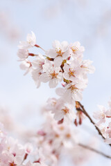 桜咲く頃