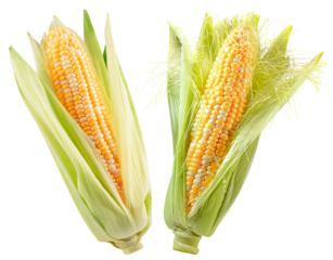 set of corn ears isolated on white background