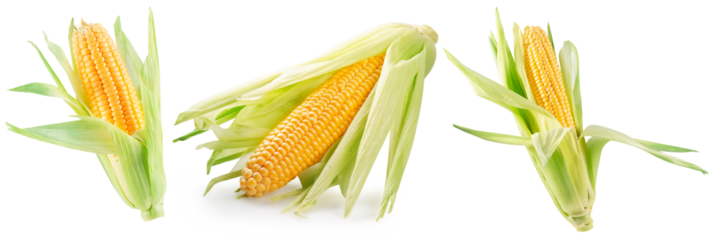 set of corn ears isolated on white background