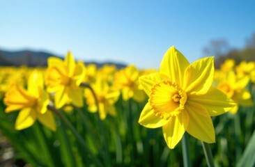 Obraz premium bright yellow daffodils blooming under clear blue sky symbolizing st david's day. springtime celebration of renewal and beauty. greeting card, poster, spring landscape