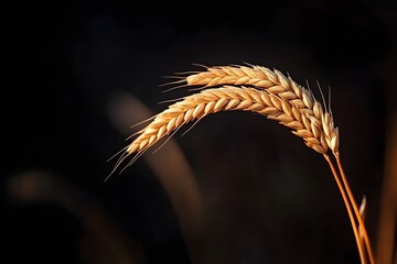 Golden Wheat Stalks Gleam in Sunset Light