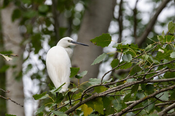 Little Egret perched on leafy branch in natural setting