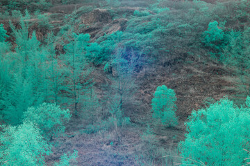 Infrared photography, a densely wooded hillside with a variety of trees. The trees and vegetation appear in a greenish-blue hue