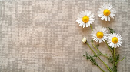 A beautiful bouquet of white daisies with yellow centers blossoms on a rustic wooden background