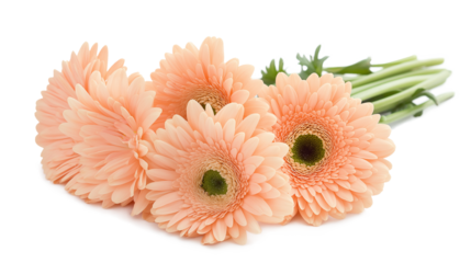 Beautiful orange gerbera isolated on a transparent or white background