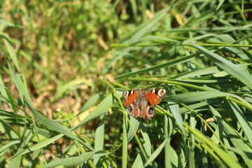 butterfly on the grass