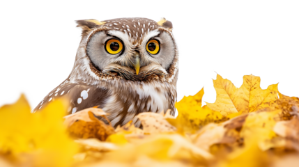  Boreal owl in autumn leaves isolated on a transparent or white background 
