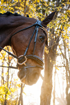 Horse's head, adorned with traditional tack, against a backdrop of golden autumn foliage.