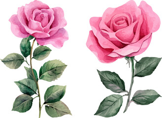 pink roses on white background