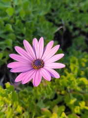 Fototapeta premium big pink flower on green background