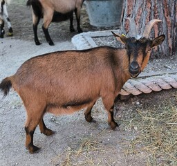 brown goat on a farm