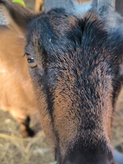 brown goat on a farm