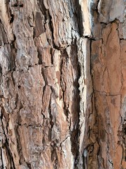 brown tree bark