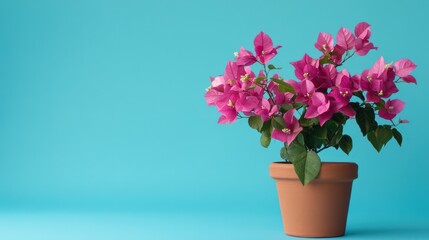 Naklejka premium Pink bougainvillea plant in a terracotta pot against a blue background