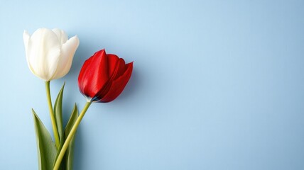 Fototapeta premium Two tulips, one red, white, against light blue background