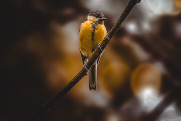 Die Kohlmeise.
Die Kohlmeise (Parus major) ist ein h&auml;ufiger und weit verbreiteter Singvogel in Europa und Asien.