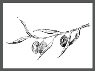 Olive branch vector illustration. Hand drawn olive vectorized in high fidelity.