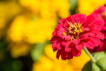 a pink zinnia against the blurred yellow background