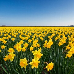 field of daffodils