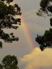 Rainbow over the Gumtrees, Sunshine Coast, Queensland, Australia