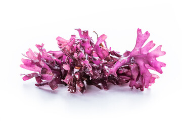 Irish sea moss, Chondrus crispus, edible seaweed, purple, isolated on a white background